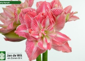 hippeastrum Pretnym (2)